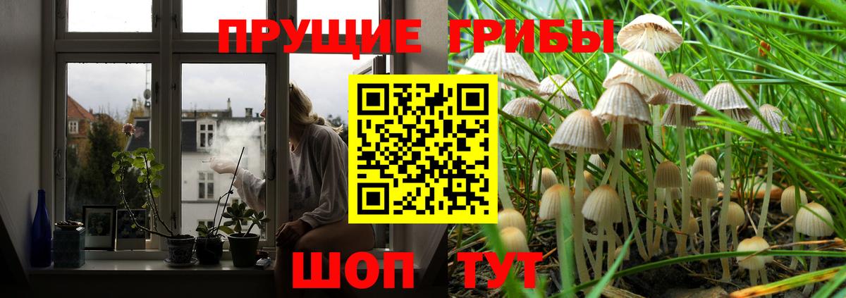 Галлюциногенные грибы Psilocybine cubensis Губкинский