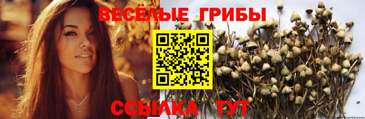 купить  цена  Губкинский  Псилоцибиновые грибы Psilocybe 